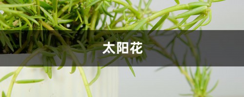 他把太阳花养成了老桩，邻居看了羡慕得眼红！