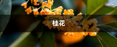 小小“桂花”用处可真多，晒干后，能泡茶也能做糕点