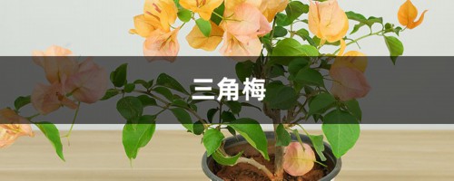 家里“三角梅”开花不旺盛，巧用这几个小方法，花朵呼呼长不停！