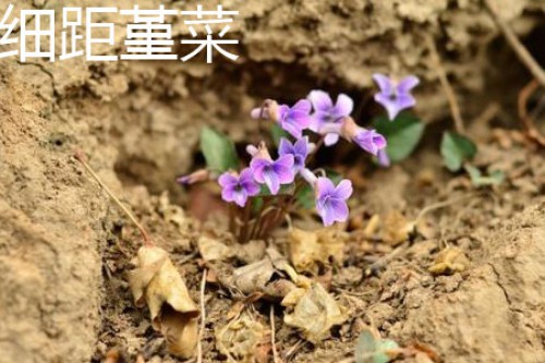 细距堇菜