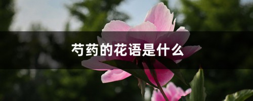 芍药的花语是什么