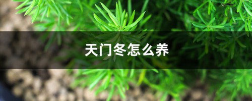 天门冬怎么养