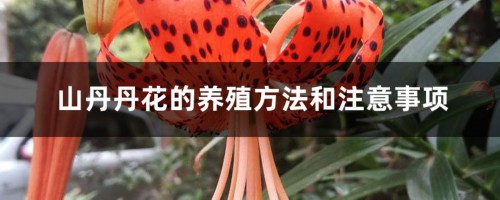 山丹丹花的养殖方法和注意事项